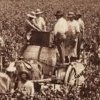Harvest on Dalwood Vineyard near Branxton 1880. SLNSW